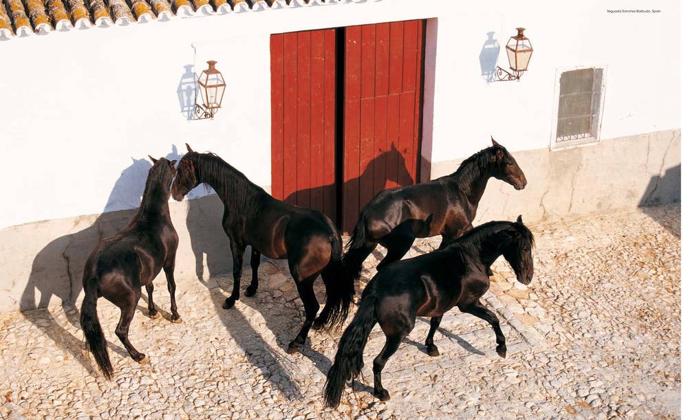 World's Most Beautiful Horses Book