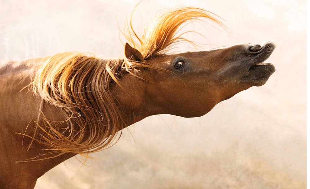 World's Most Beautiful Horses Book