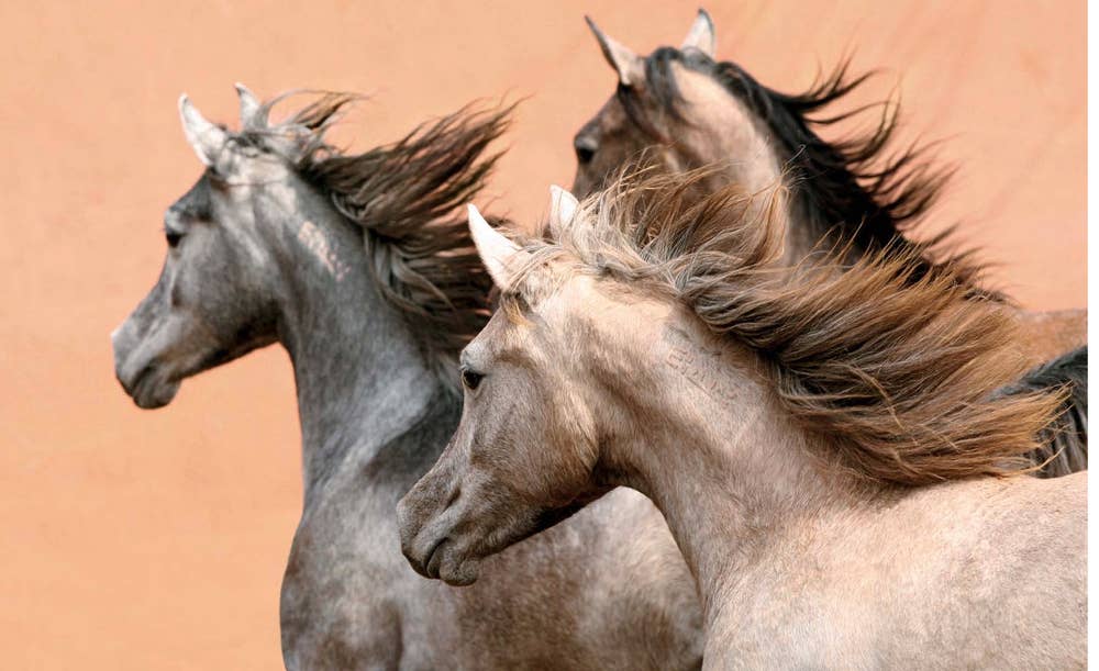 World's Most Beautiful Horses Book